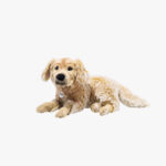 Zur Wunschliste hinzugefügt