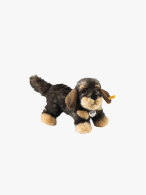 Moritz Rauhaardackel