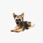 Zur Wunschliste hinzugefügt